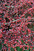 COTONEASTER HORIZONTALIS