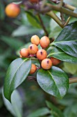 ILEX AQUIFOLIUM  YELLORA