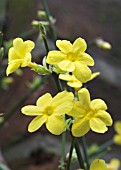 JASMINUM NUDIFLORUM