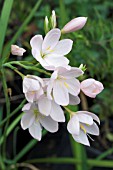 SCHIZOSTYLIS PINK PRINCESS