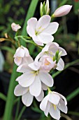 SCHIZOSTYLIS PINK PRINCESS