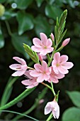 SCHIZOSTYLIS PROFESSOR BARNARD