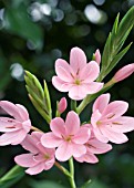 SCHIZOSTYLIS PROFESSOR BARNARD