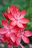 SCHIZOSTYLIS COCCINEA