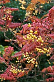 SORBUS JOSEPH ROCK