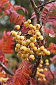 SORBUS JOSEPH ROCK