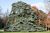 CEDRUS ATLANTICA GLAUCA