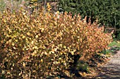 CORNUS SANGUINEA MIDWINTER FIRE