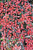 COTONEASTER HORIZONTALIS