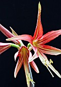 HIPPEASTRUM MERENGUE