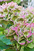 HYDRANGEA HORTENSIS