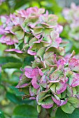 HYDRANGEA HORTENSIS