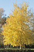 POPULUS TREMULA