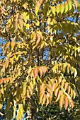 RHUS VERNICIFLUA