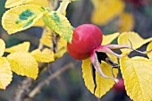 ROSA RUGOSA