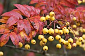 SORBUS JOSEPH ROCK