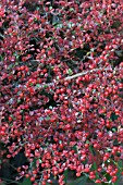 COTONEASTER HORIZONTALIS