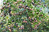 LUMA APICULATA