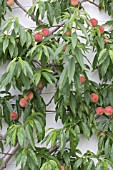 PRUNUS PERSICA DUKE OF YORK, (PEACH DUKE OF YORK)