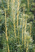 TAXUS BACCATA FASTIGIATA AUREOMARGINATA