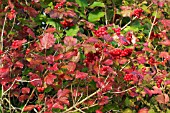 VIBURNUM OPULUS