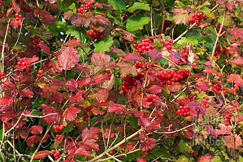 VIBURNUM_OPULUS