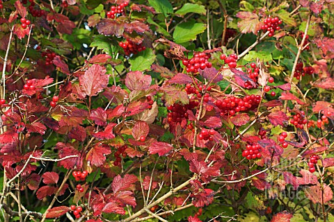 VIBURNUM_OPULUS