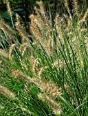 PENNISETUM ALOPEUROIDES HAMELN