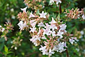 ABELIA CHINENSIS