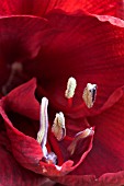 AMARYLLIS LIBERTY