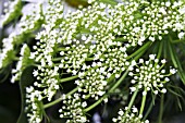 AMMI MAJUS VISNAGA