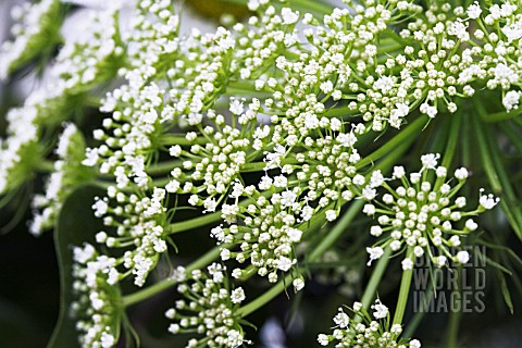 AMMI_MAJUS_VISNAGA