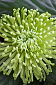 CHRYSANTHEMUM ANASTASIA GREEN