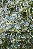 ILEX AQUIFOLIUM HANSWORTH NEW SILVER