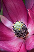 LEUCADENDRON SAFARI SUNSET