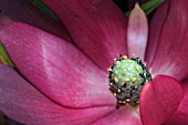 LEUCADENDRON SAFARI SUNSET