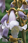 PAULOWNIA TOMENTOSA