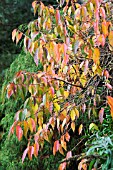 PRUNUS X SUBHIRTELLA AUTUMNALIS