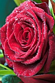 ROSA CALABRIA