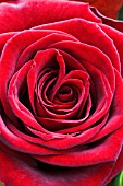 ROSA CALABRIA