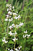 THALICTRUM DELAVAYI ALBUM