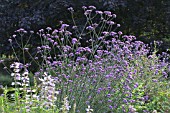 VERBENA BONARIENSIS