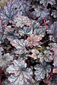 HEUCHERA LICORICE