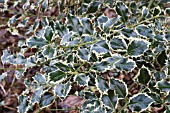 ILEX AQUIFOLIUM HANSWORTH NEW SILVER