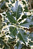 ILEX AQUIFOLIUM HANSWORTH NEW SILVER