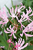 NERINE UNDULATA