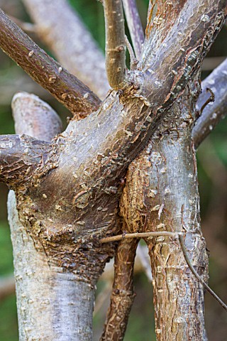 _CORYLUS_AVELLANA