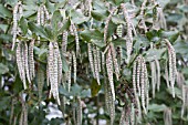 GARRYA ELLIPTICA