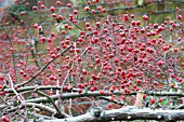 ROSA FILIPES KIFTSGATE, AUTUMN HIPS