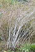 RUBUS COCKBURNIANUS